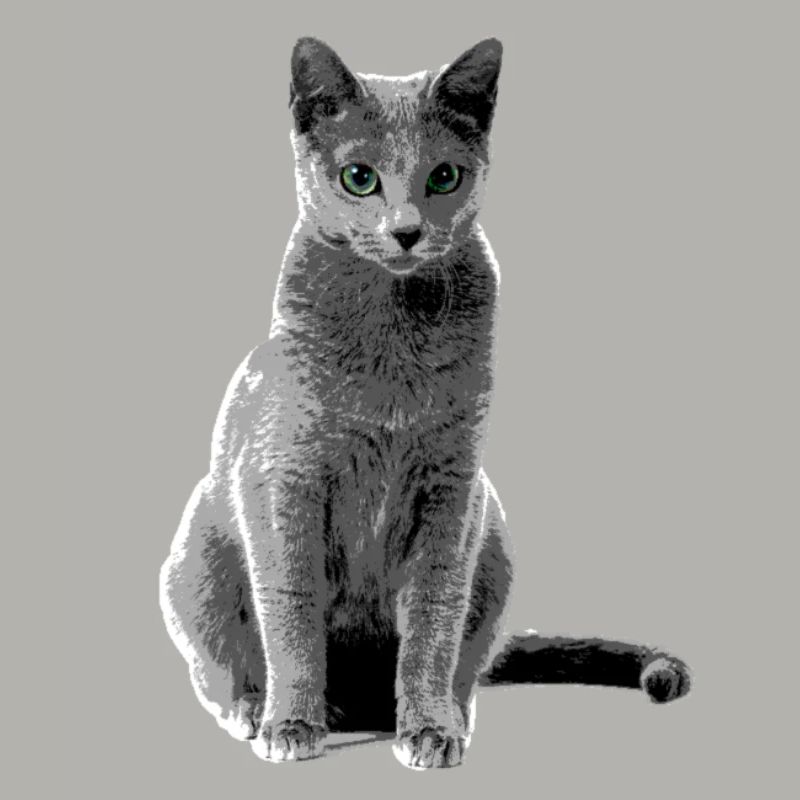 Russisch Blaue Katze