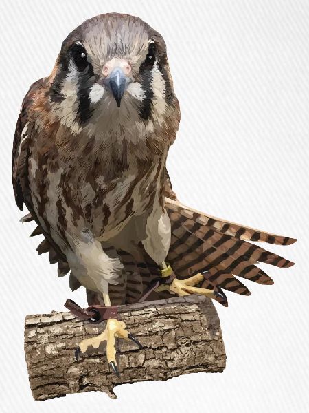 Turmfalke