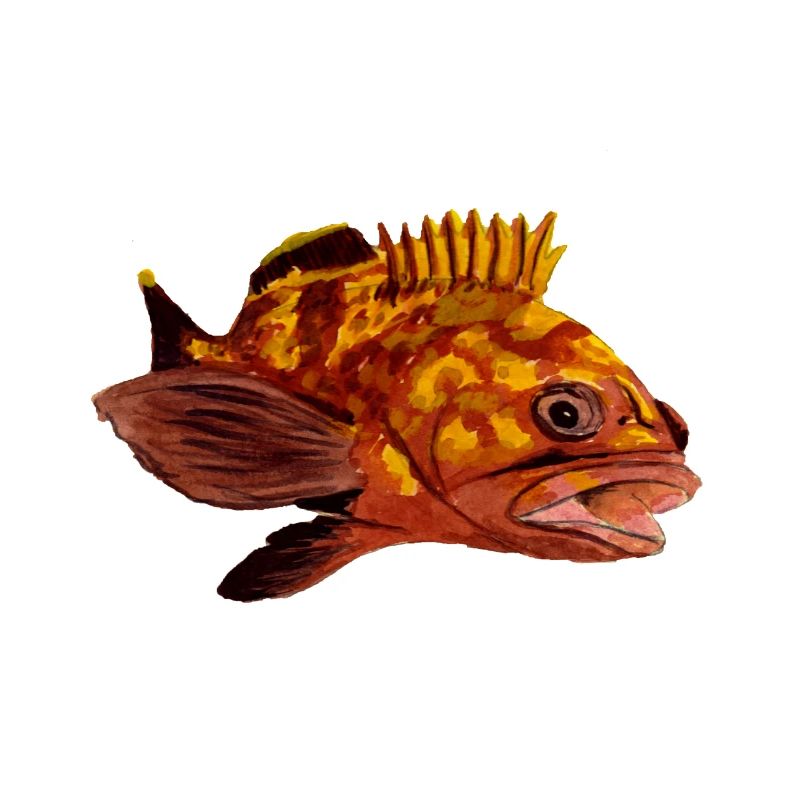 grouper