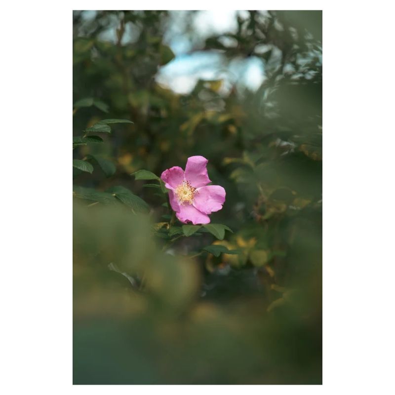 Blume
