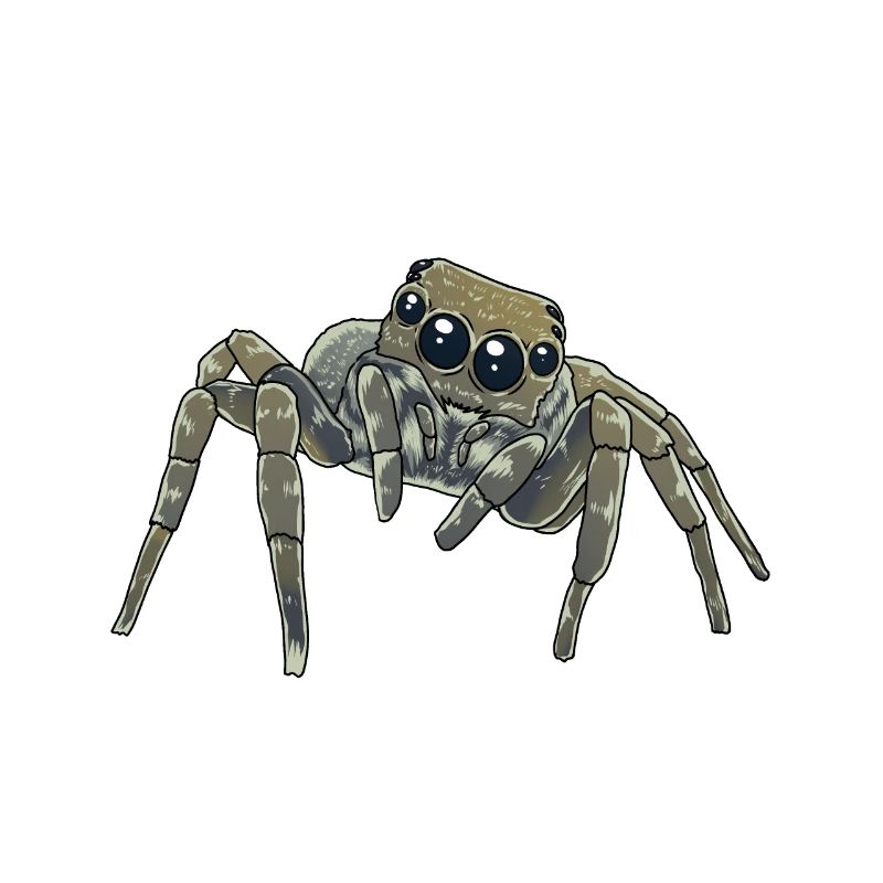 Horror Spider Phobia Panic Spider Halloween
