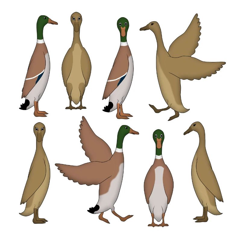 Sélection de canard en cours d’exécution