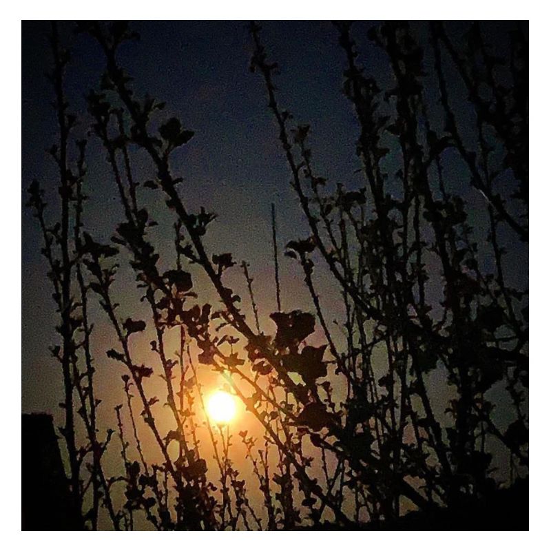 Mond