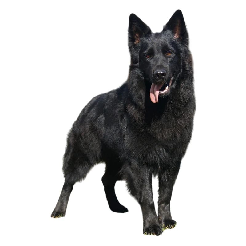 schwarzer Schäferhund