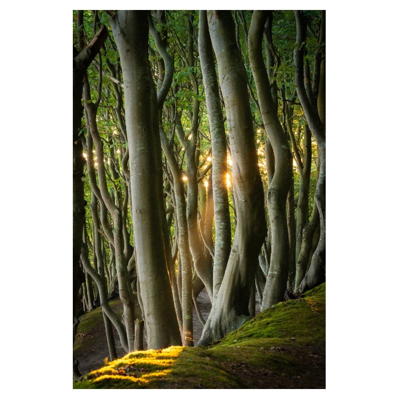 Bäume Licht der Sonne
