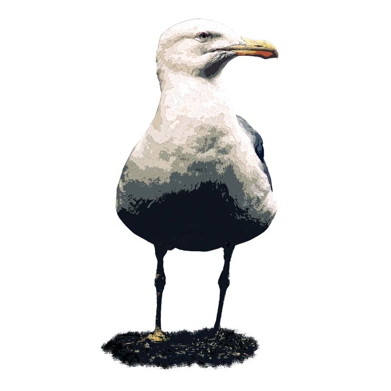 mouette