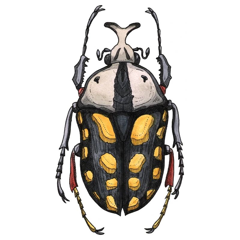 Big Beetle Stag - cerf géant