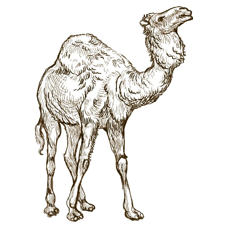 Wildtiere