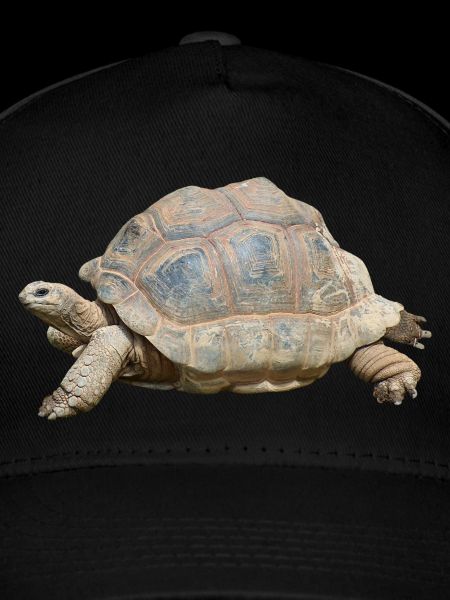 turtle schilkroete