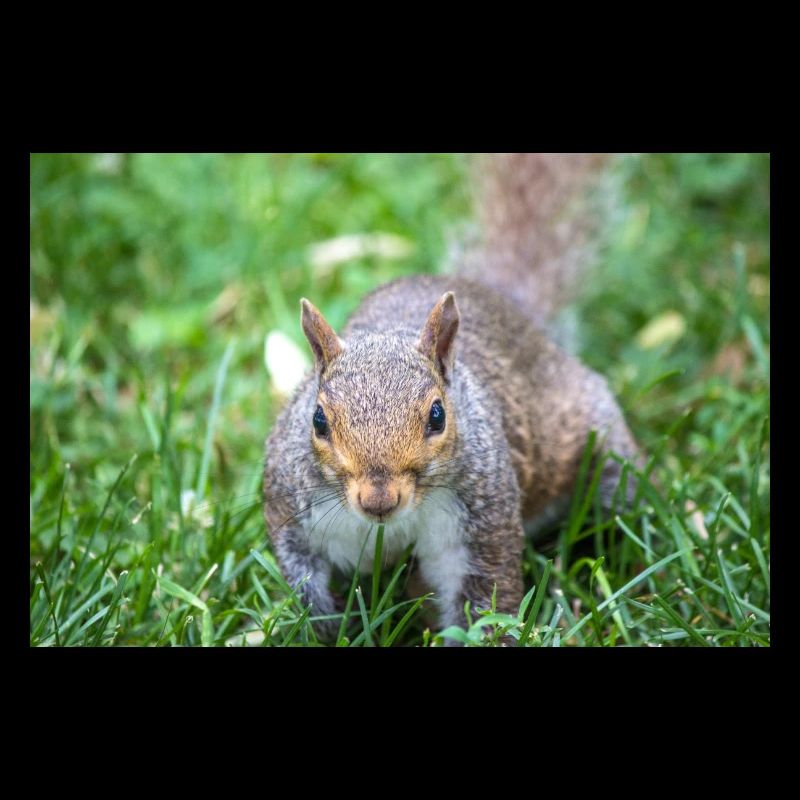 Grey squirrel Grauhörnchen Sciurus carolinensis