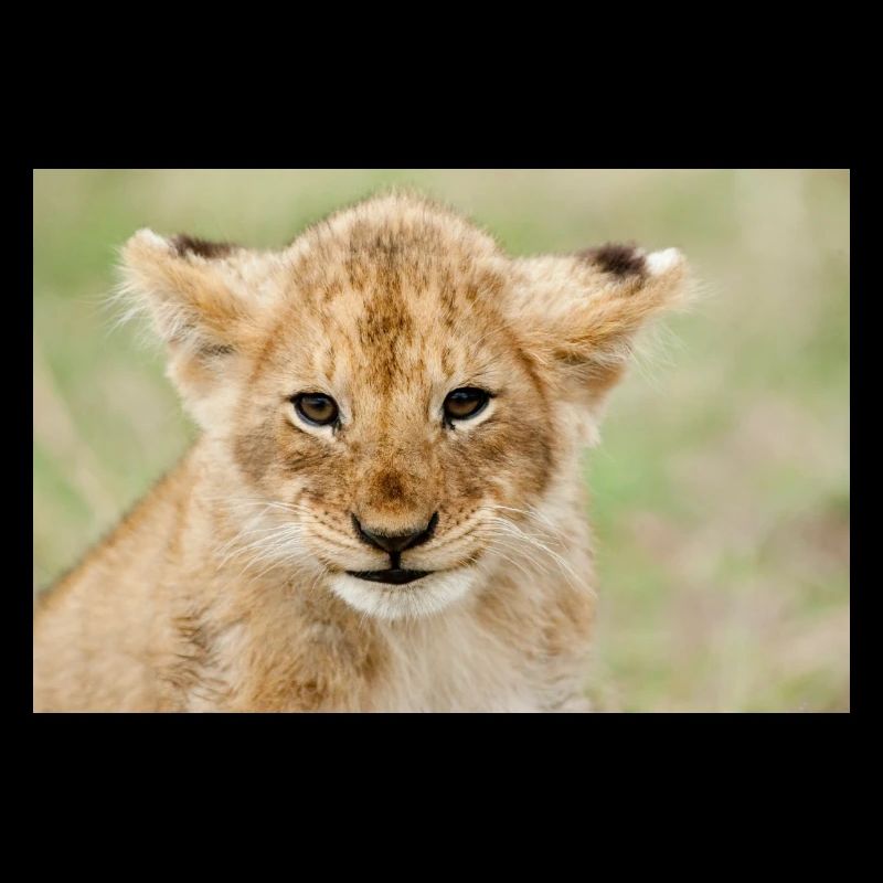 Bébé Lion