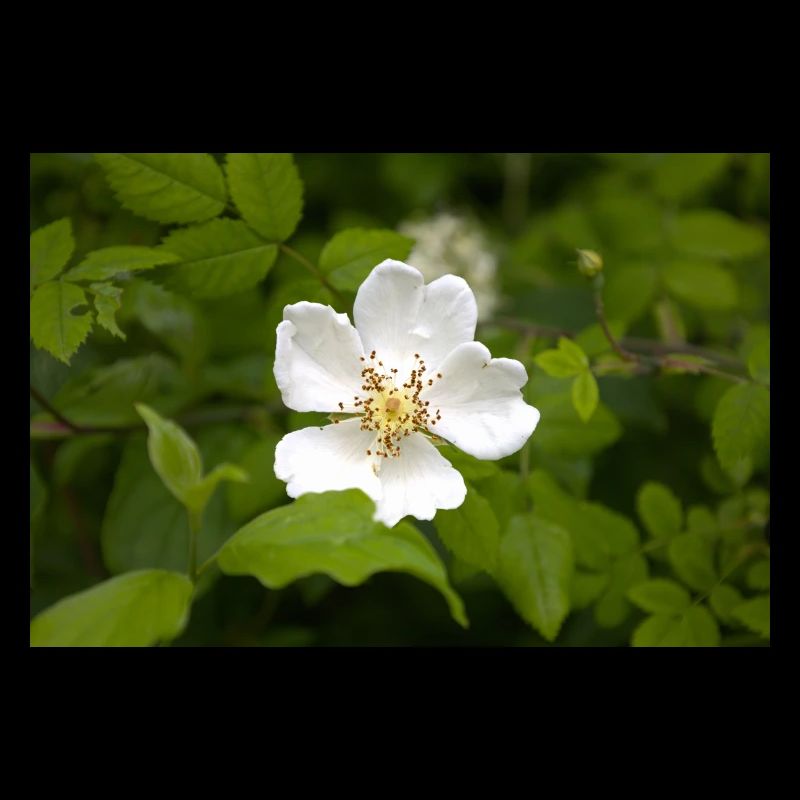 Feld-Rose