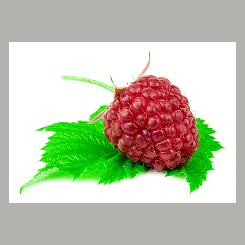 Himbeere. raspberry