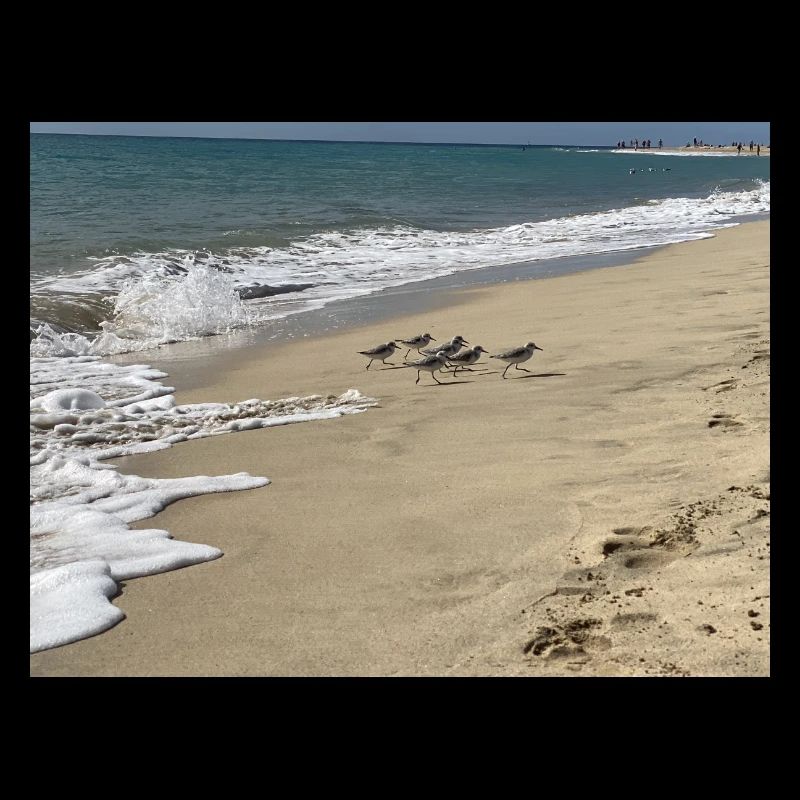 Courir Bird run
