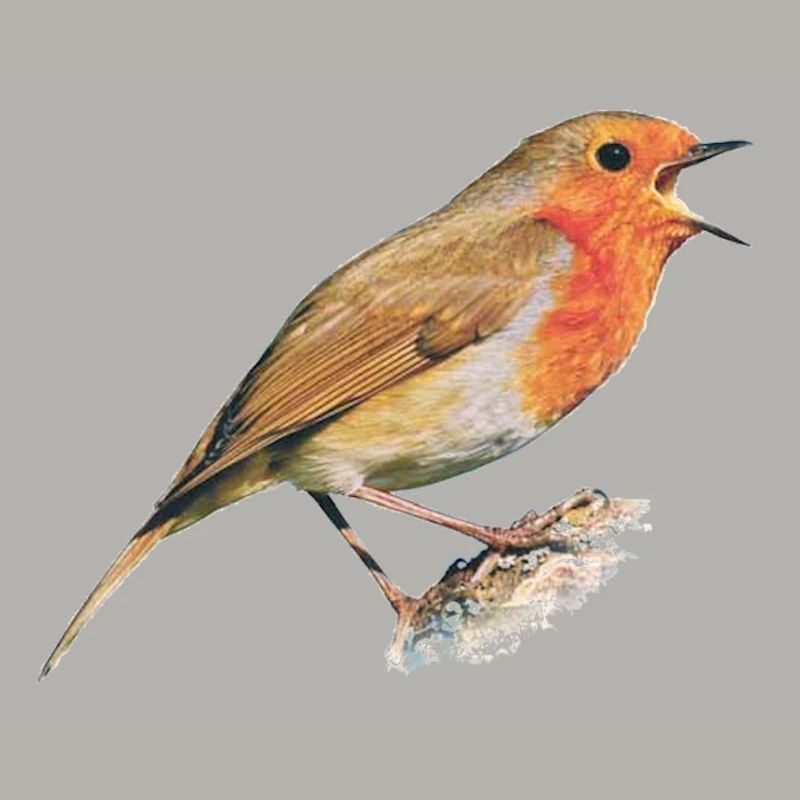 Rotkehlchen Vogel Robin