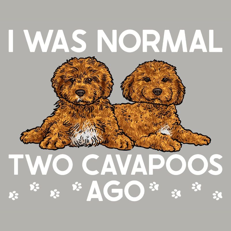 Cavapoo Cavoodle Capoodle Chien