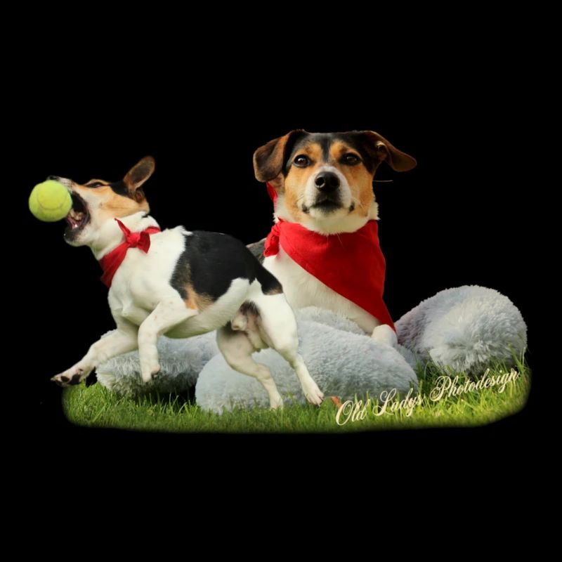 Jack Russel Terrier