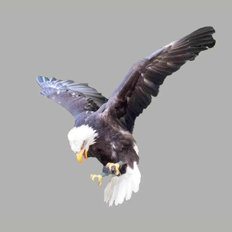 Eagle in a swoop