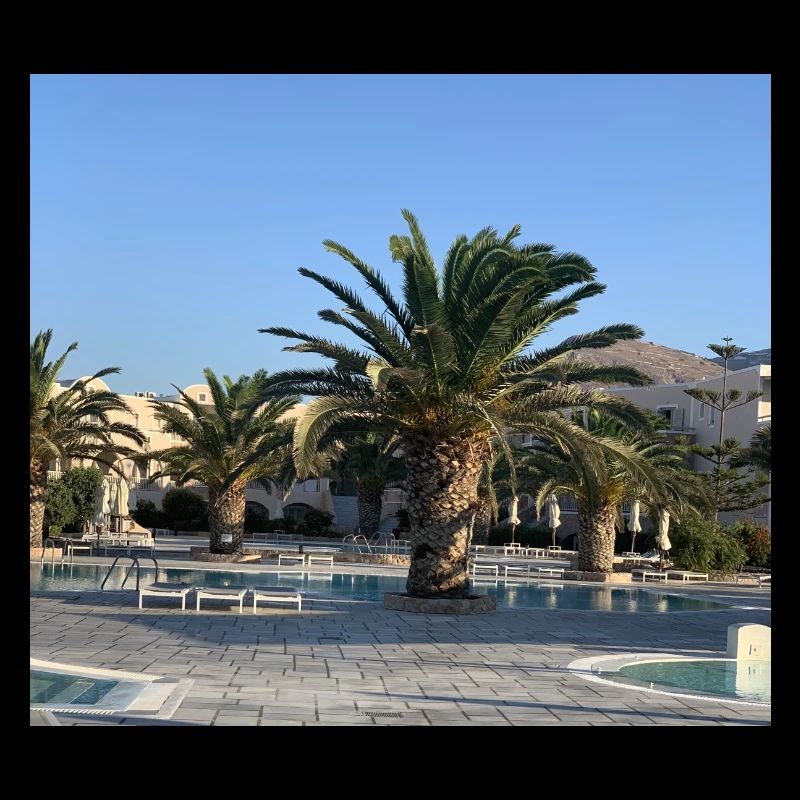 Palm tree
