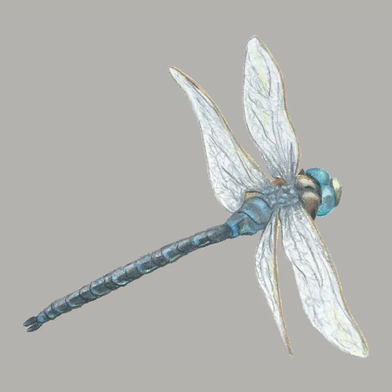 Illustration de libellule sarcelle