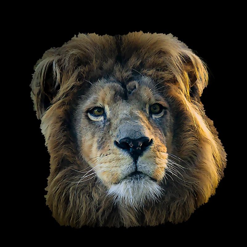 Strong like a Lion
