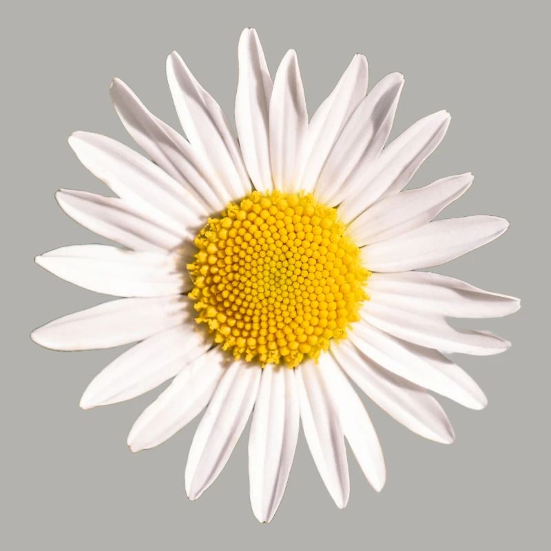 Gänseblümchen