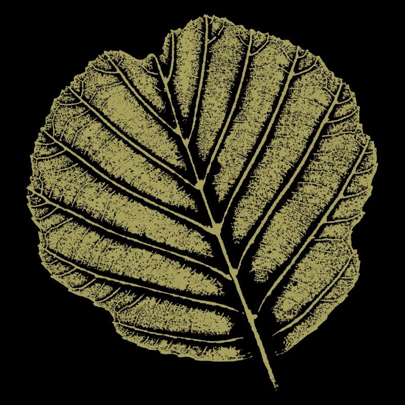 Blatt Erle / KHAKI