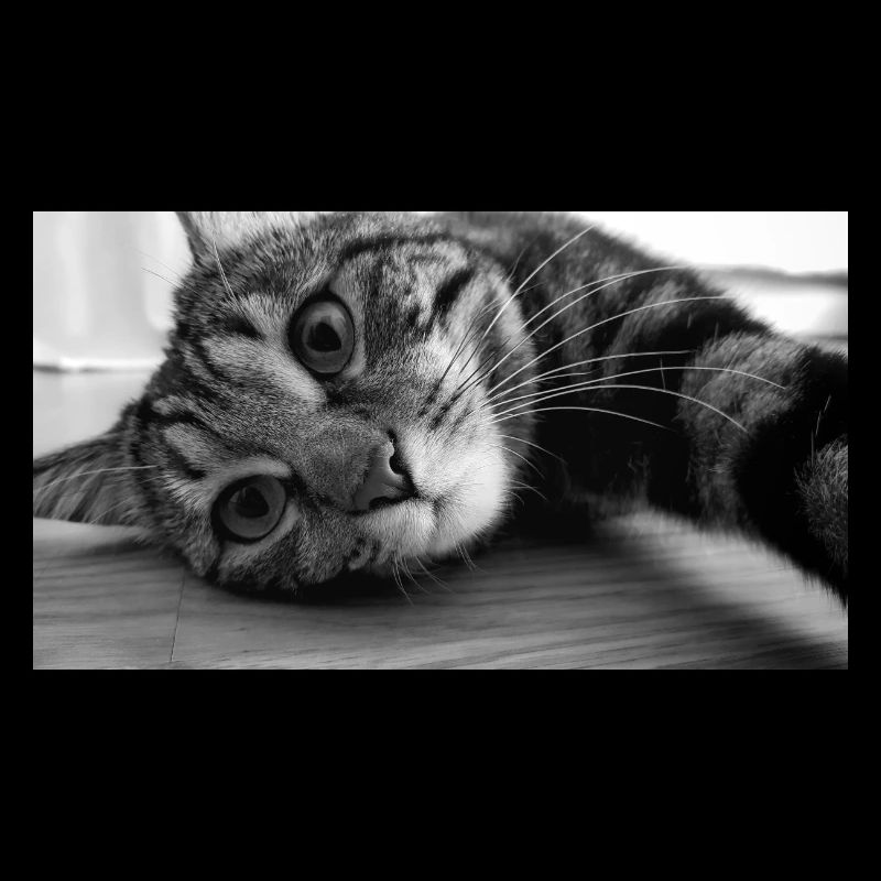 Verstellbarer Katzenkopf mit Tabby