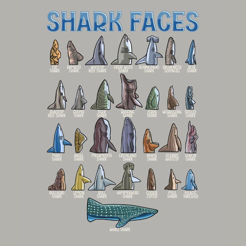 Types de requins Identification des visages
