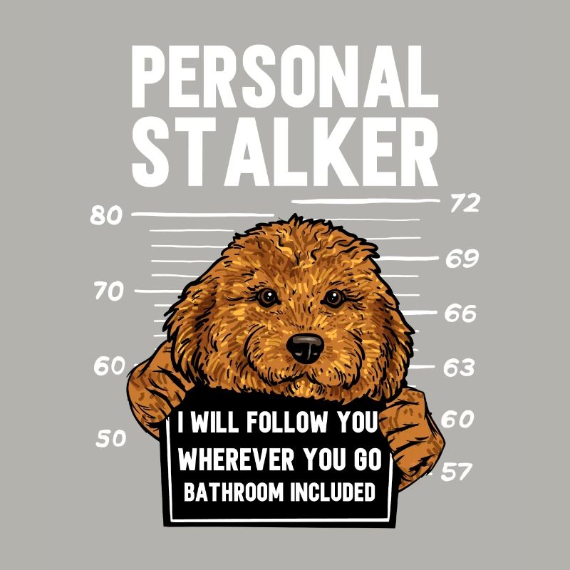 Cavapoo Cavoodle Capoodle Dog