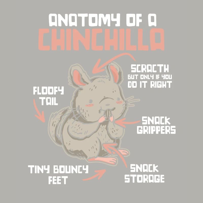 Anatomie d’un chinchilla longue queue cheveux longs