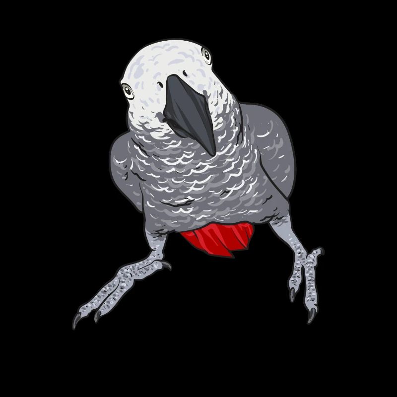 Graupapagei Perroquet gris d’Afrique Papagei
