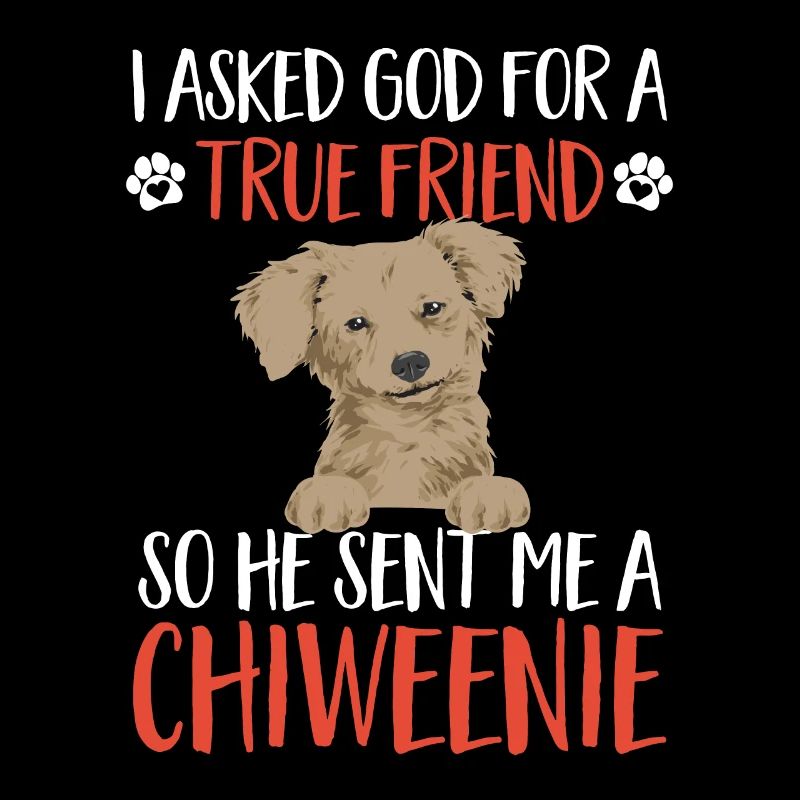 Chiweenie Dog