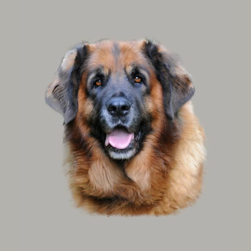 Leonberger Cadeau de conception de chiens
