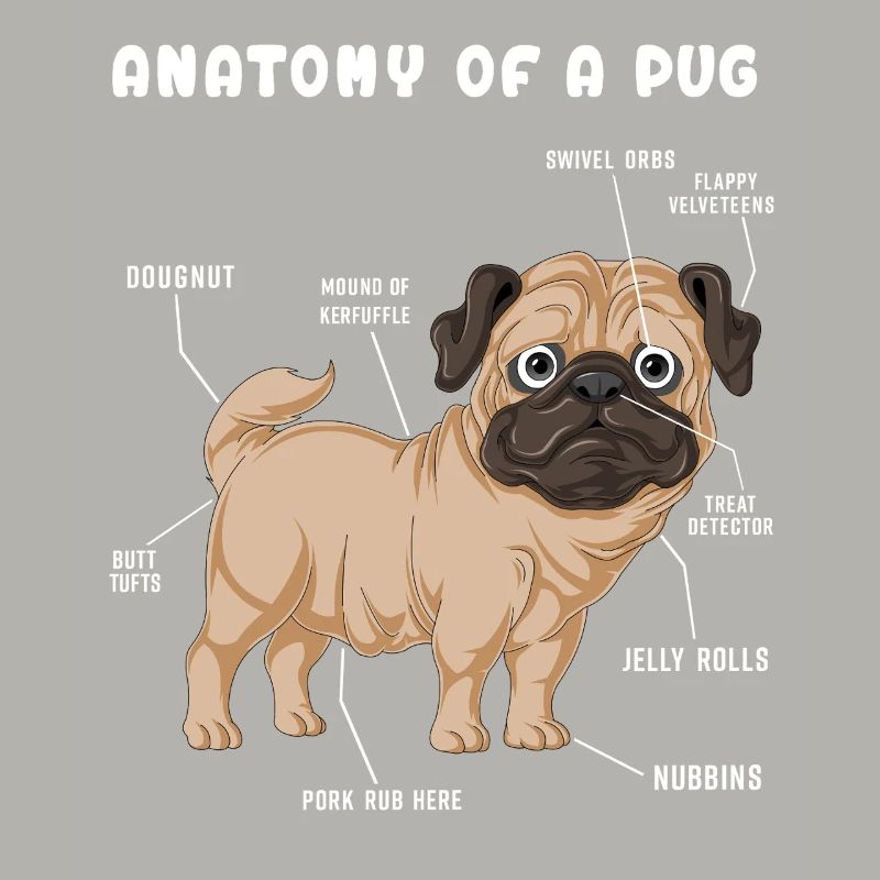 Mops-Anatomie