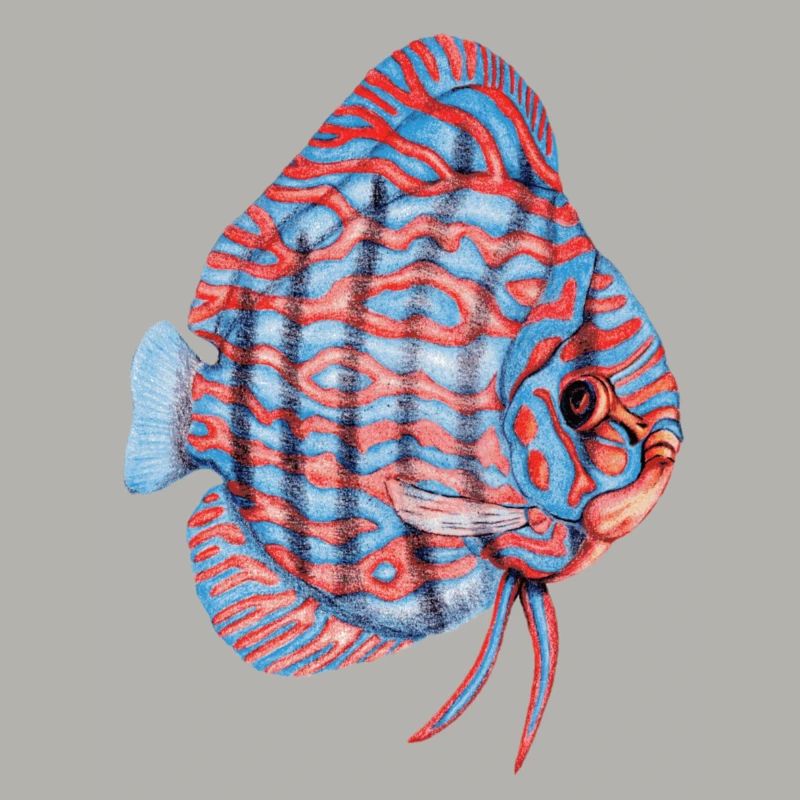 Diskus