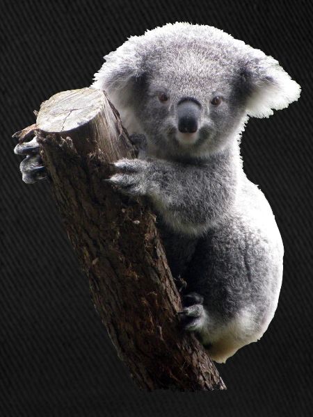 Koala