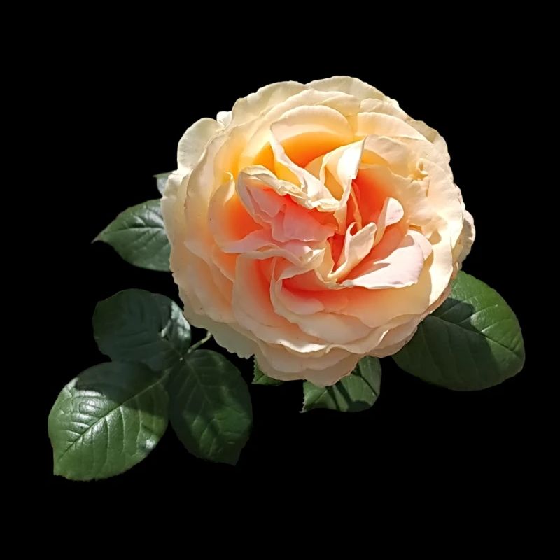 Rose de printemps