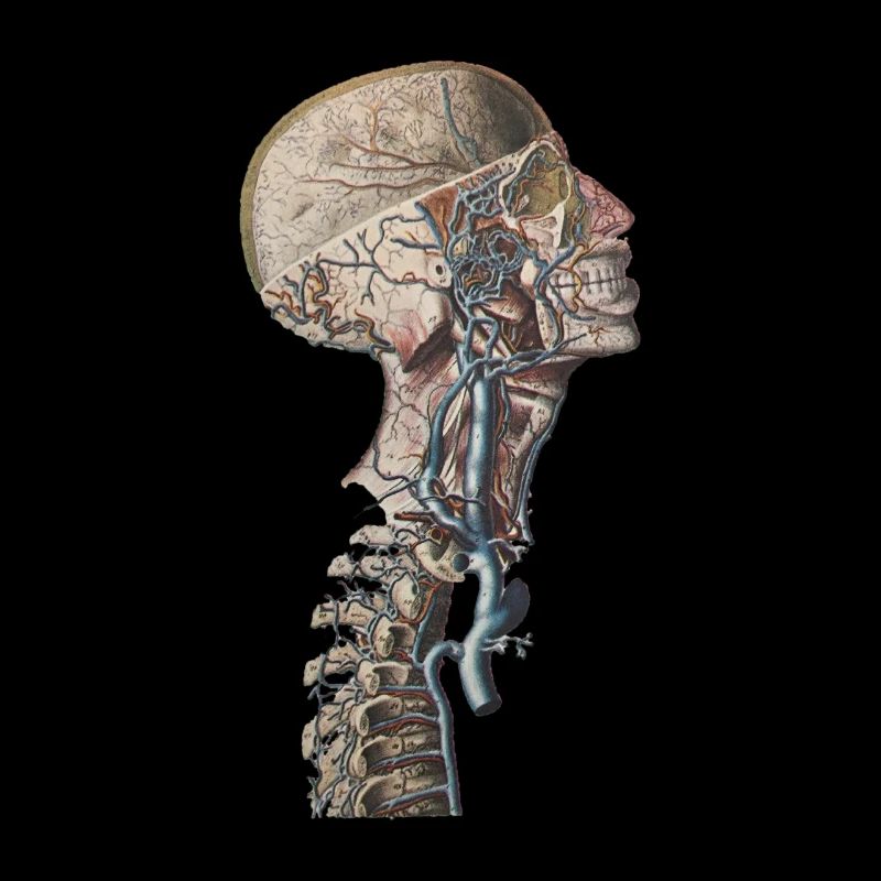Anatomie Médecine Squelette Os Cou Crâne