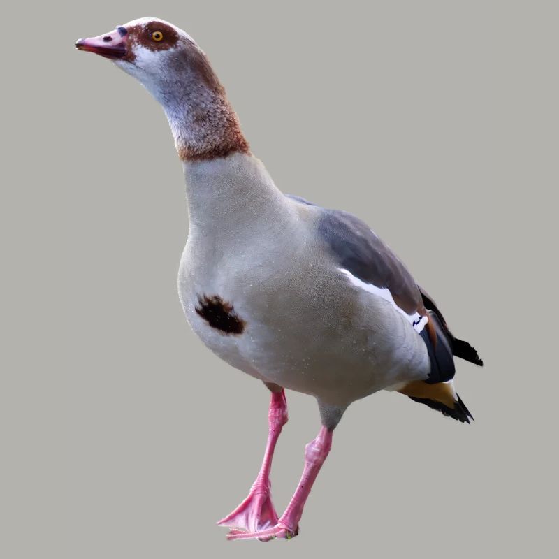 Gans Nilgans Gänse