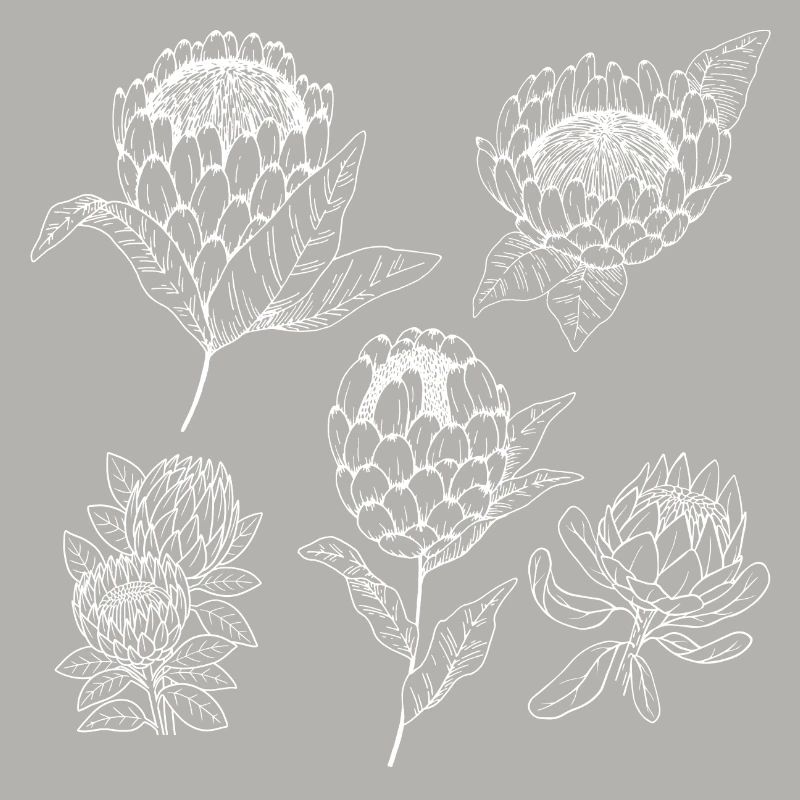 Protea flower group