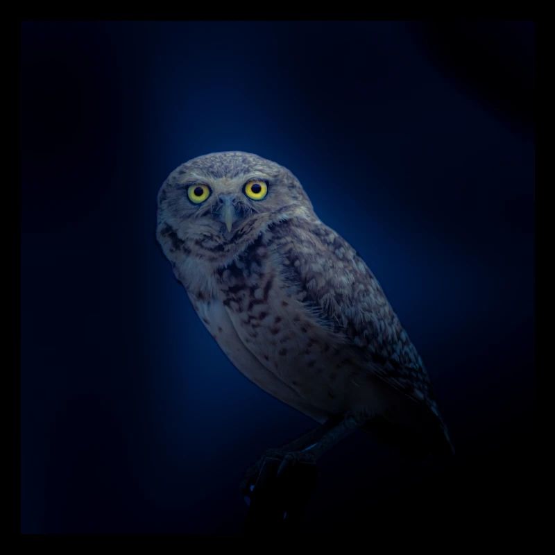 hibou chouette