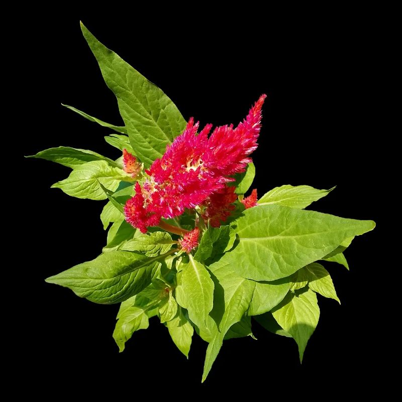 RED CELOSIA