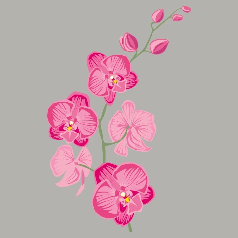 ORCHIDÉES fleur - cadeau d'amour - rose rose
