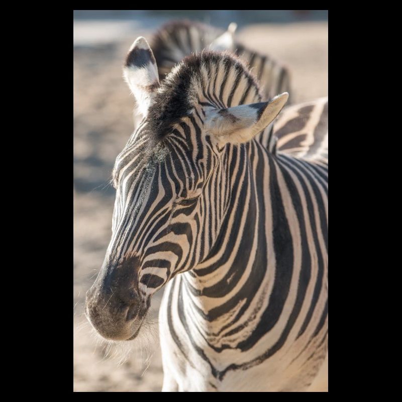 Zebra (auf Deutsch Zebra oder Zebras) Hippotigris