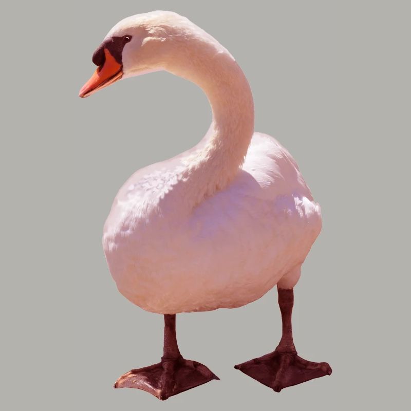 Schwan