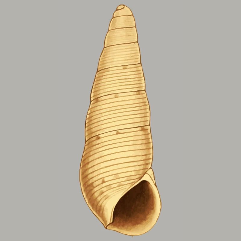 palourde Illustration