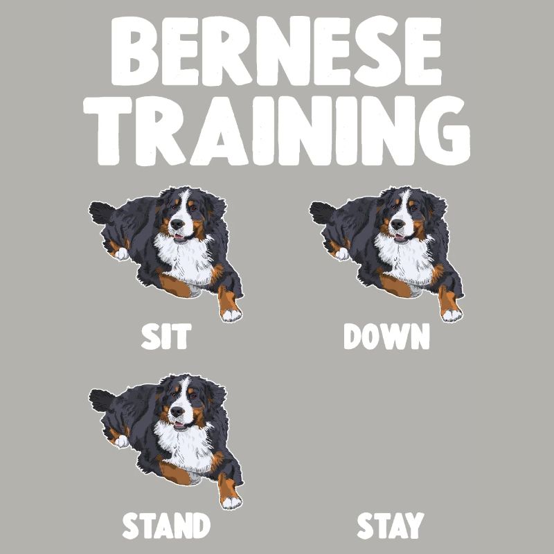 Bouvier Bernois Training Chien