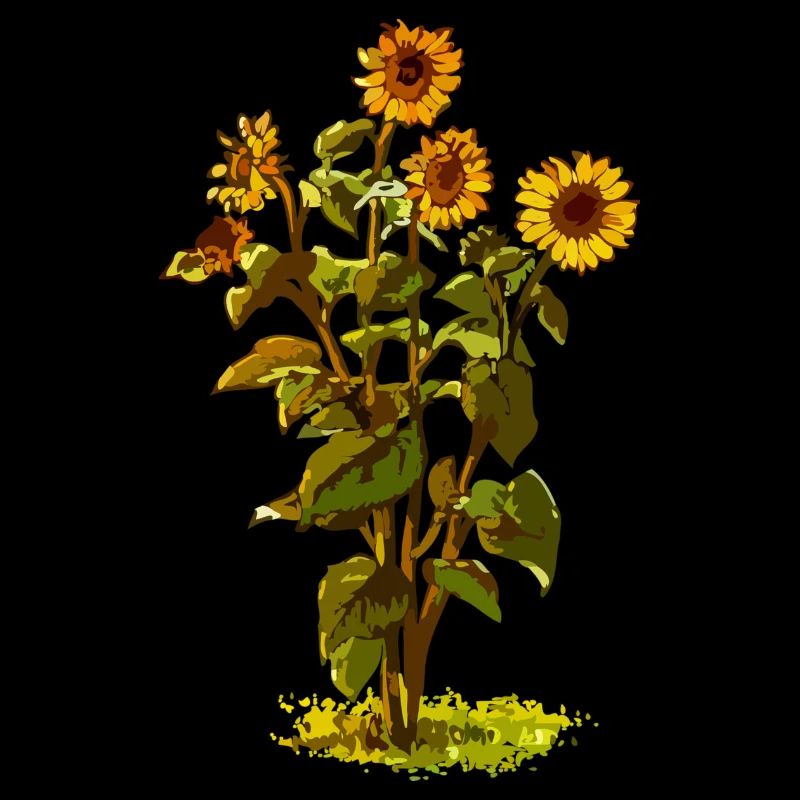 Sonnenblume