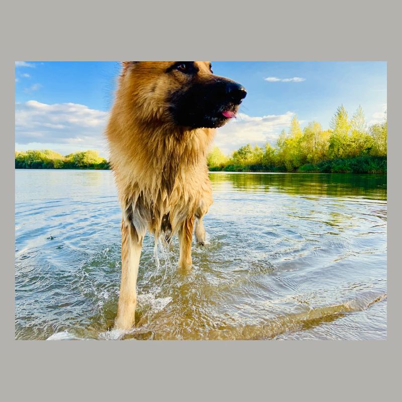 Altdeutscher Schäferhund